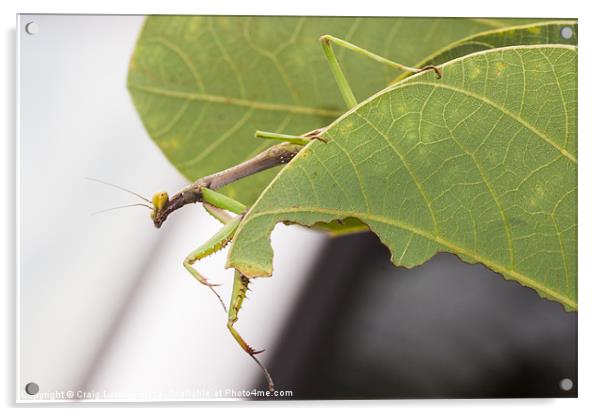 Praying mantis Acrylic by Craig Lapsley