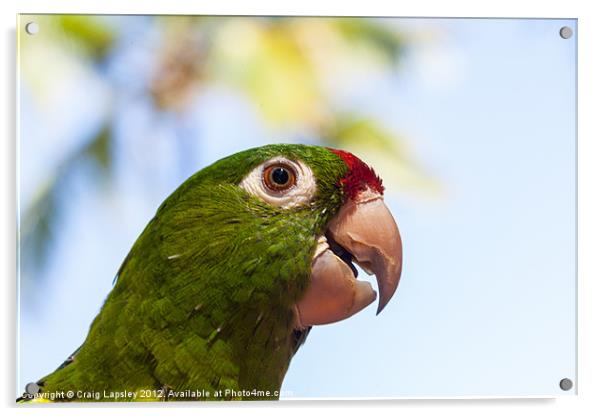crimson fronted parakeet Acrylic by Craig Lapsley