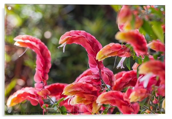 red shrimp plant Acrylic by Craig Lapsley