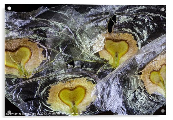 heart shaped seeds Acrylic by Craig Lapsley