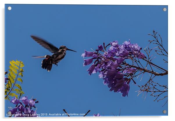 hummingbird feeding on a Jacaranda tree Acrylic by Craig Lapsley