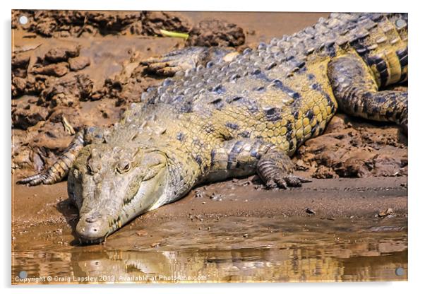 wild crocodile on the riverbank Acrylic by Craig Lapsley
