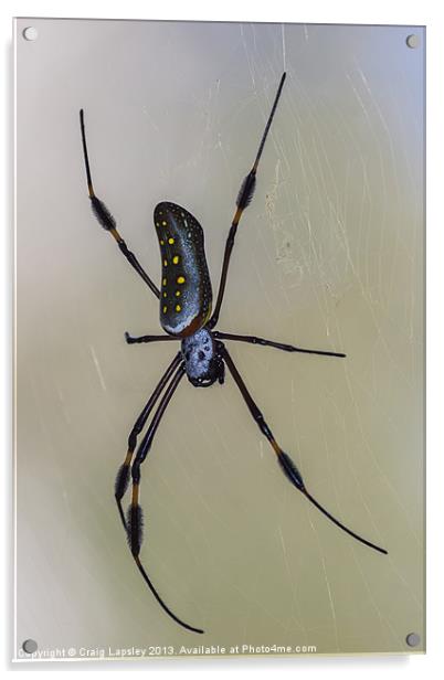 golden orb weaver spider Acrylic by Craig Lapsley