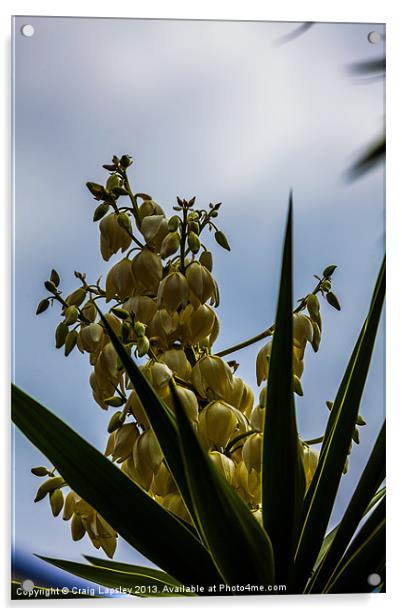 flowering yucca plant Acrylic by Craig Lapsley