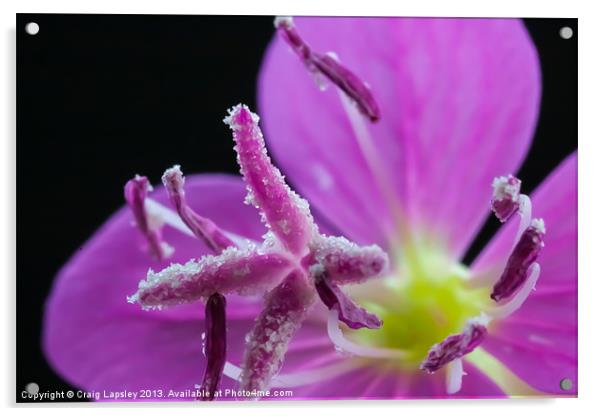 extreme macro of tiny purple flower Acrylic by Craig Lapsley