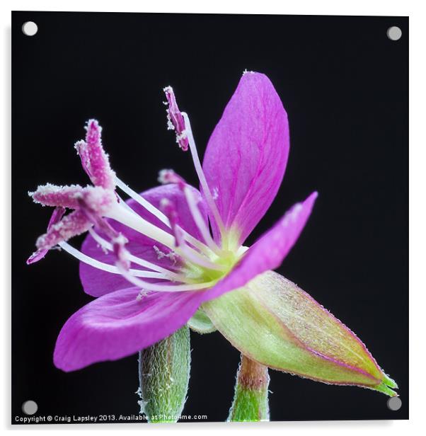 flower stamens with pollen Acrylic by Craig Lapsley