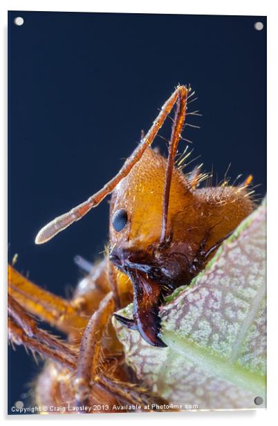 Leaf cutter ant at work Acrylic by Craig Lapsley