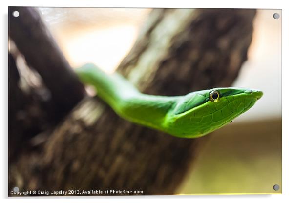 green vine snake Acrylic by Craig Lapsley
