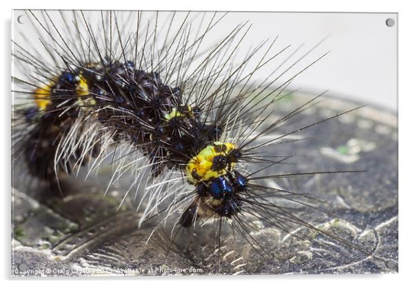 tiny hairy caterpillar on a 5p coin Acrylic by Craig Lapsley