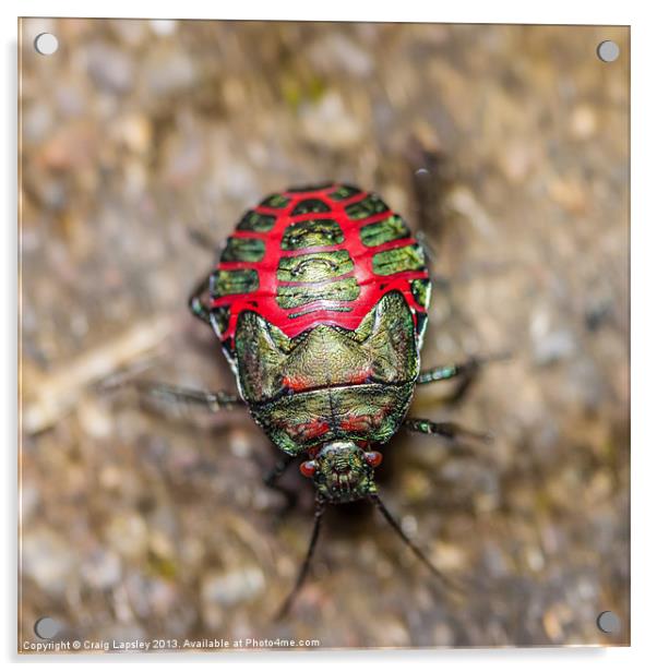 colorful beetle Acrylic by Craig Lapsley