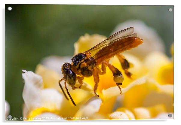 tiny translucent bee Acrylic by Craig Lapsley