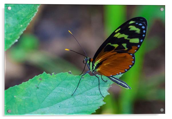 pretty tropical butterfly Acrylic by Craig Lapsley