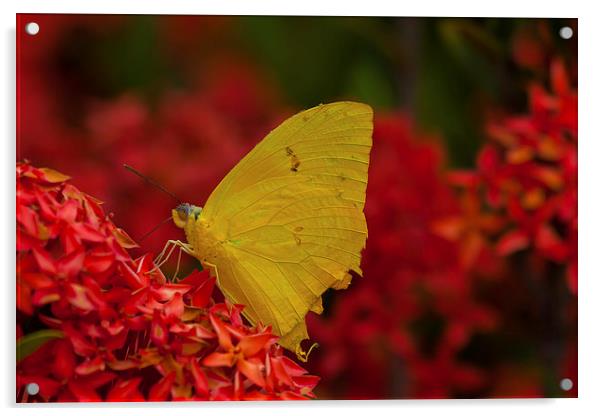delicate yellow butterfly Acrylic by Craig Lapsley
