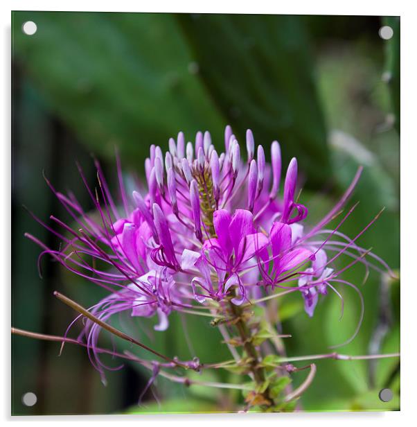beautiful purple knapweed Acrylic by Craig Lapsley