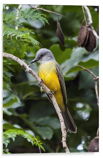 Tropical Kingbird perching Acrylic by Craig Lapsley