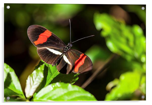 postman butterfly in sunshine Acrylic by Craig Lapsley