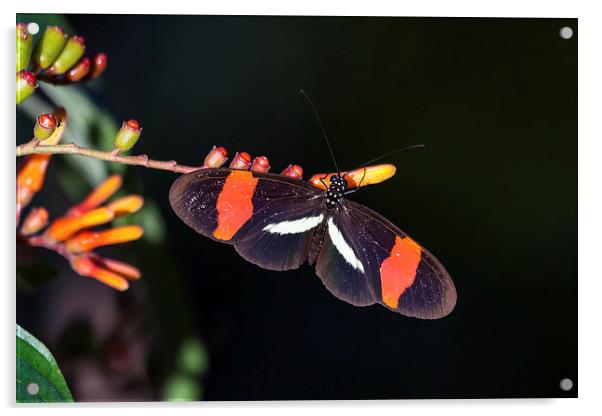 postman butterfly feeding Acrylic by Craig Lapsley