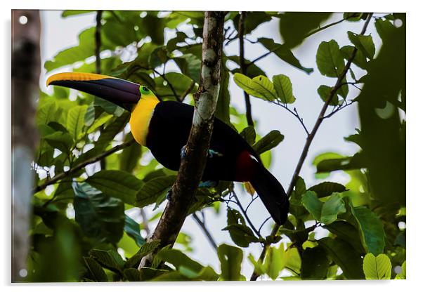 chestnut-mandibled toucan Acrylic by Craig Lapsley