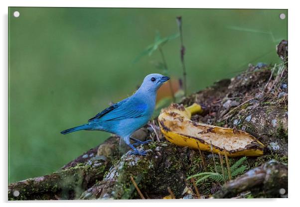 blue gray tanager Acrylic by Craig Lapsley