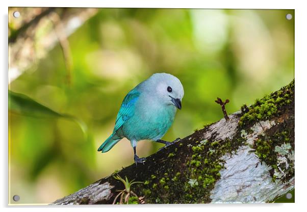 blue gray tanager on a branch Acrylic by Craig Lapsley