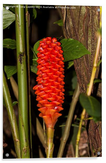 Red ginger stem Acrylic by Craig Lapsley