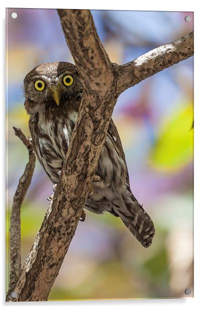 costa rican pygmy owl Acrylic by Craig Lapsley