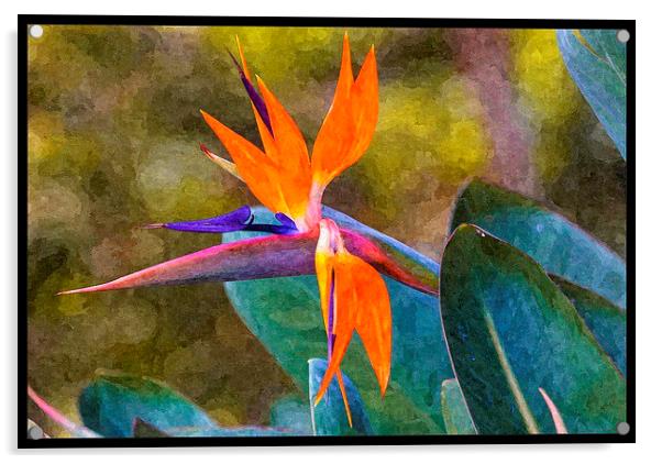 bird of paradise with paint effects Acrylic by Craig Lapsley