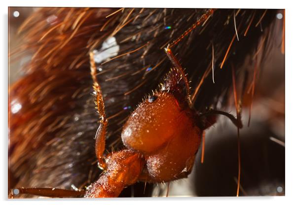 red Ant eating a tarantula spider Acrylic by Craig Lapsley