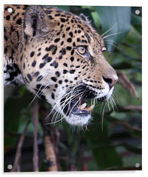 Jaguar snarling Acrylic by Craig Lapsley