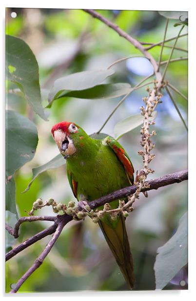 crimson fronted Parakeet Acrylic by Craig Lapsley