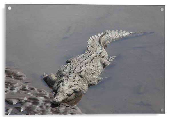 crocodile resting in the sun Acrylic by Craig Lapsley