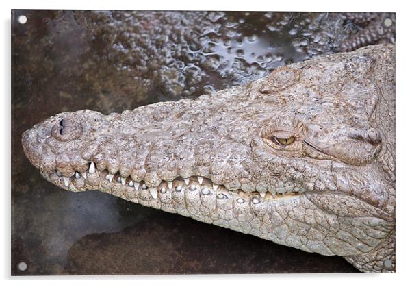 Crocodile head Acrylic by Craig Lapsley