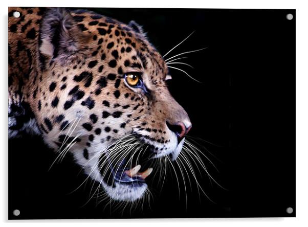 Jaguar snarling Paintover Acrylic by Craig Lapsley