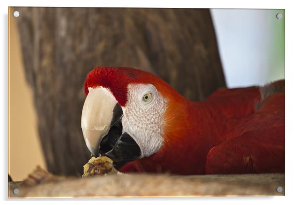 Scarlet Macaw eating fruit Acrylic by Craig Lapsley