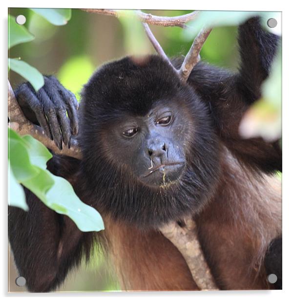 Congo monkey resting in tree Acrylic by Craig Lapsley