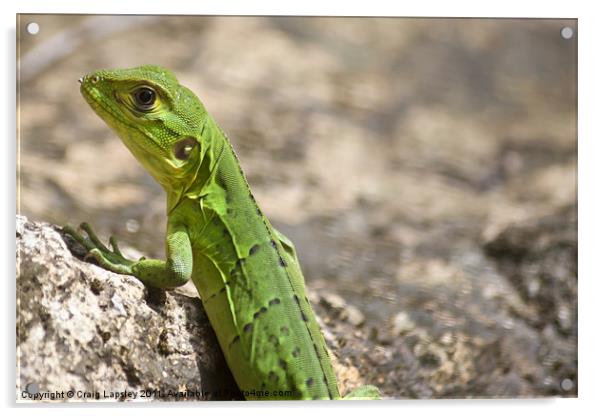 small green lizard, Chameleon Acrylic by Craig Lapsley