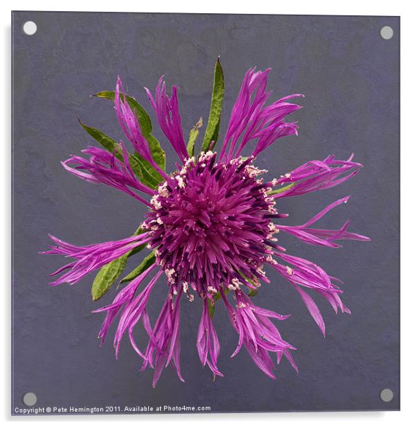 Single Thistle flower Acrylic by Pete Hemington