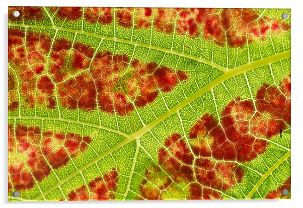 Vine leaf close-up Acrylic by Pete Hemington