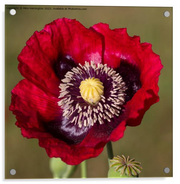 Poppy flower Acrylic by Pete Hemington
