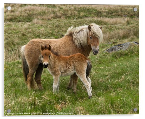 Mother and Foal Acrylic by Pete Hemington