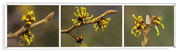 Wych Hazel Triptych Acrylic by Pete Hemington