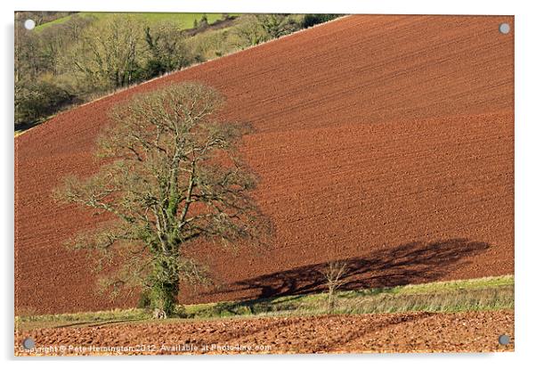 Tree against Devon red soil Acrylic by Pete Hemington
