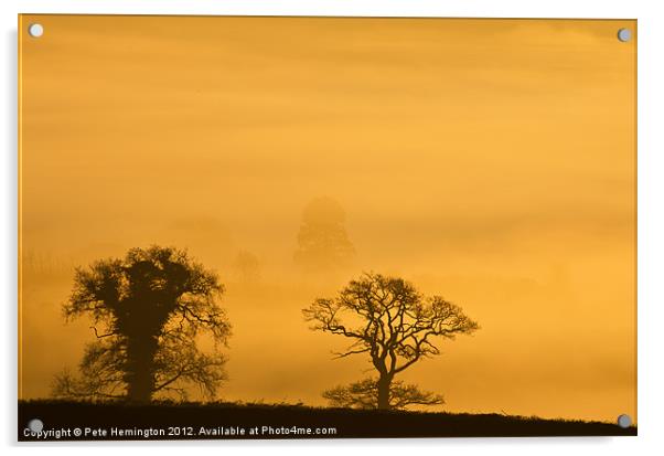 Trees in the morning Haze Acrylic by Pete Hemington