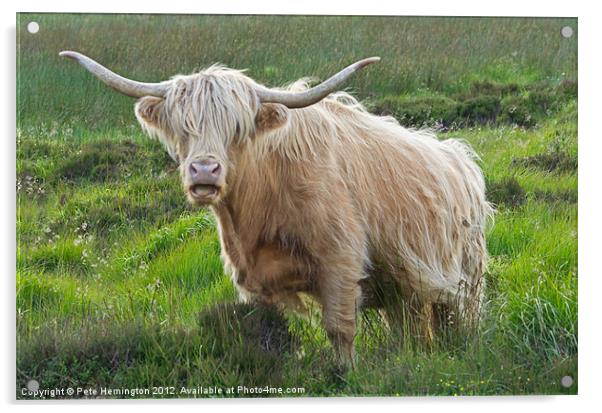 Highland Cow on Exmoor Acrylic by Pete Hemington