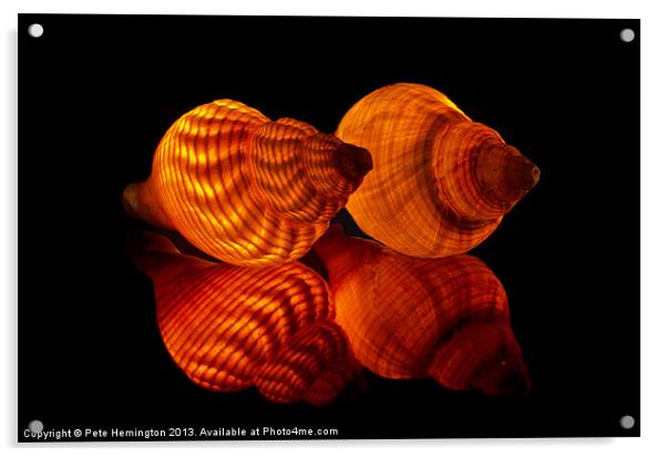 Illuminated Sea shells Acrylic by Pete Hemington