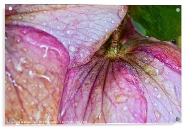 Flower macro - Hellebore Acrylic by Pete Hemington