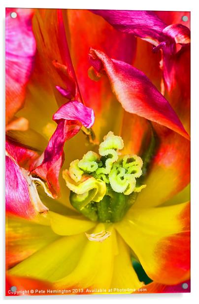 Tulip close up Acrylic by Pete Hemington