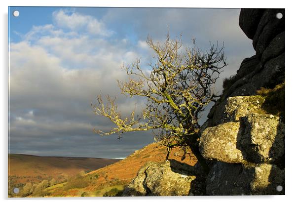 Lone tree on Bonehill Rocks Acrylic by Pete Hemington