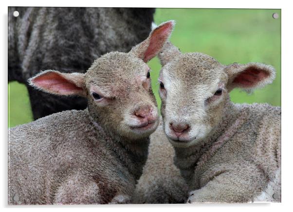 Spring lambs Acrylic by Pete Hemington