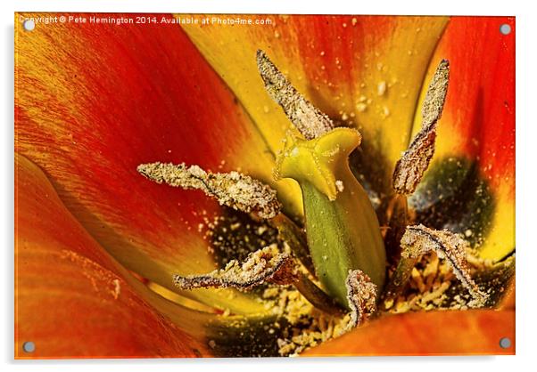 Tulip macro with orton effect Acrylic by Pete Hemington